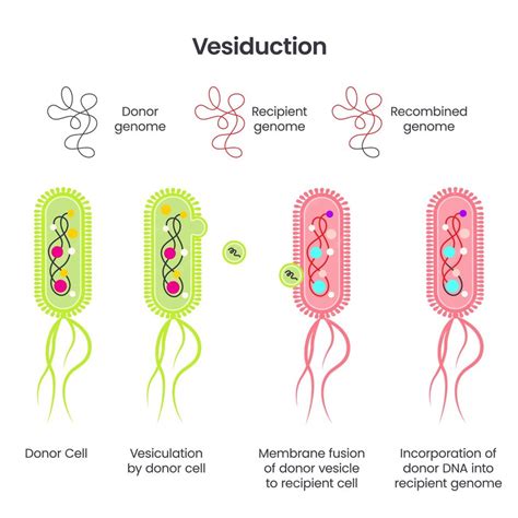 Premium Vector Horizontal Gene Transfer In Bacteria Via Vesiduction