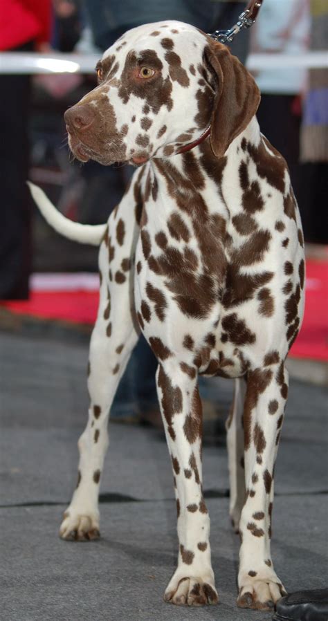 Dalmatian Dog Breed Information Pictures And More