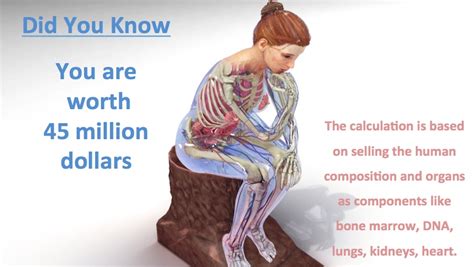 How Much Is A Human Body Worth Dyk33 Scientific Animations