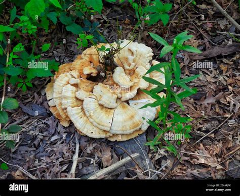 Wild Mushroom Large Polypore Growing From Wood Chipped Trail With Green