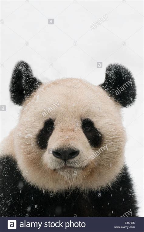 Head Portrait Of Giant Panda Ailuropoda Melanoleuca Covered In Snow