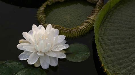 Discover The National Flower Of Guyana The Giant Water Lily A Z Animals