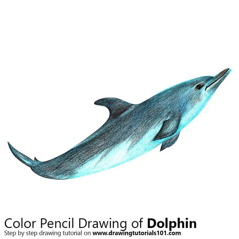 Dolphin Colored Pencils Drawing Dolphin With Color Pencils