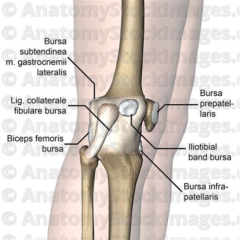 Anatomy Stock Images Knee Articulatio Genus Bursa Infrapatellaris
