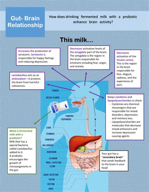 fermented milk — gut brain relationship all about microbes