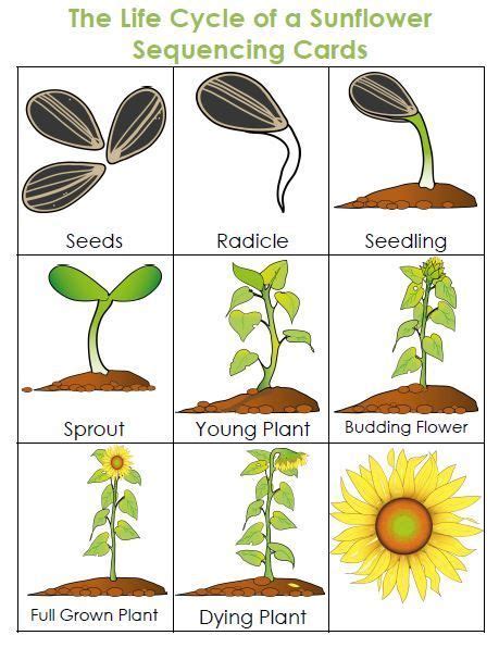 Life Cycle Of A Plant Unit Plant Life Cycle Planting Sunflowers Plants Unit
