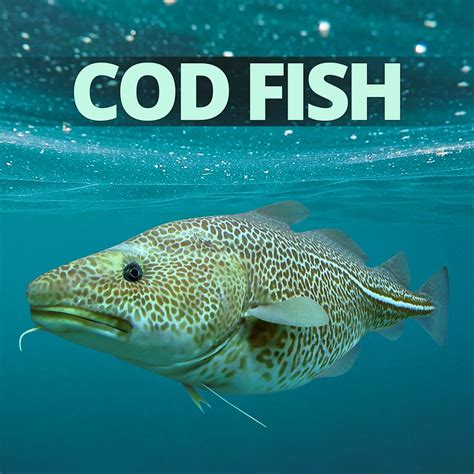 Cod Fish Fishing Nice