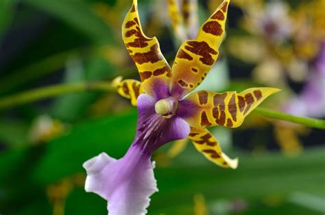 Orchid Miltonia Clowesii Flickr Photo Sharing Miltonia Orchid