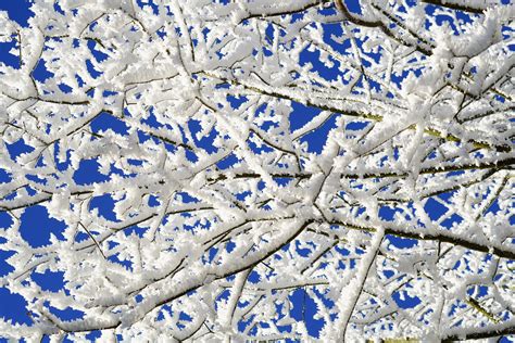 Kostenlose Foto Baum Ast Schnee Kalt Winter Himmel Weiß Frost