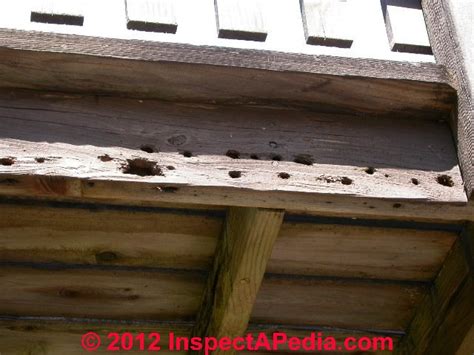 Apply the appropriate insecticidal dust in the spring, just before adults emerge to mate. How to get rid of fleas in house and cats, flying ...
