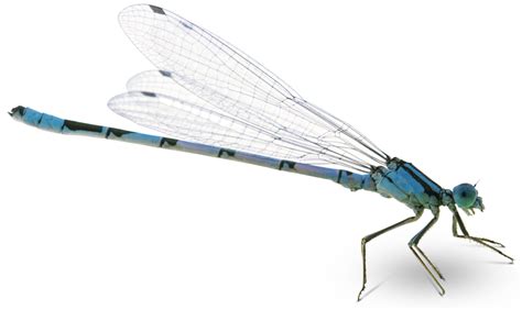 Dragonfly Png Hd Free File Download Png Play