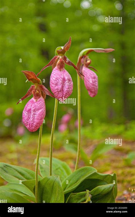 Pink Lady Slipper Orchids Cypripedium Acaule Flowers In Natural Habitat In Pennsylvania Stock