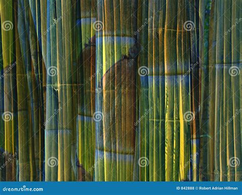 Bamboo Background Royalty Free Stock Photos Image 842888