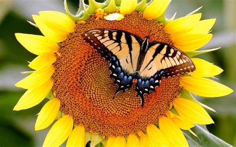 Butterfly On Sunflowers Wallpapers Hd Desktop And Mobile