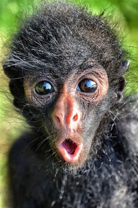 Pin by Debbie Amato on Animals - Monkeying Around | Cute animals, Animals beautiful, Animals