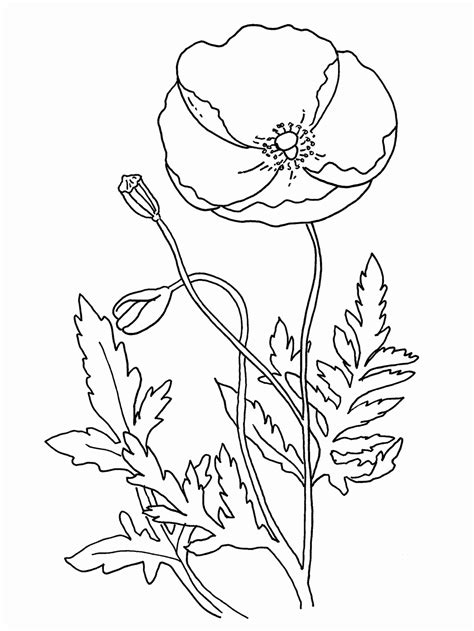 100% free flowers coloring pages. Remembrance Day Poppy Coloring Page - Coloring Home