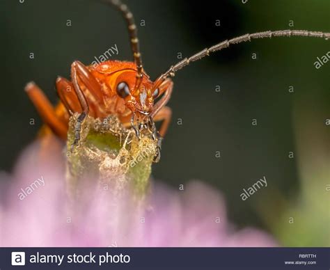 A Common Red Soldier Beetle Rhagonycha Fulva Peering Over The Top Of