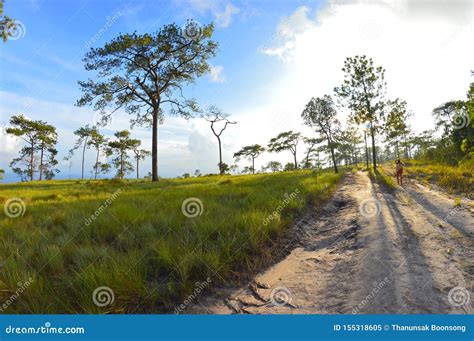 Trekking On The Grasslands And The Pine Forests Stock Image Image Of