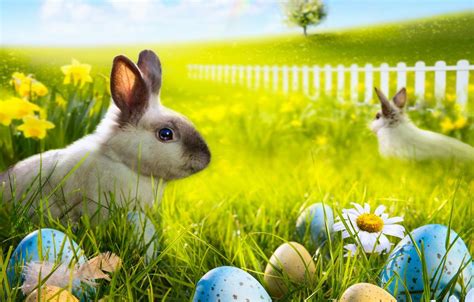 Rabbits In Spring Leaves Wallpapers Wallpaper Cave