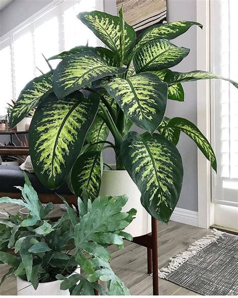 Green Leaf Plants A Guide To Indoor Care In 2023 Siteprem Update