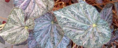 È un genere di piante di origine tropicale della famiglia begoniaceae, che comprende circa 1.600 specie. Begonia, Rhizomatous Begonia Begonia 'Passing Storm'