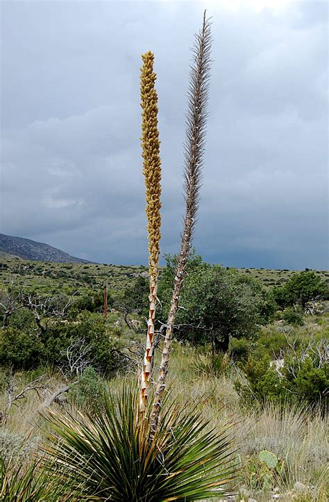 The yucca has long, narrow leaves that are pointed on the end. PicturesPool: Desert Plants,Flowers,Trees