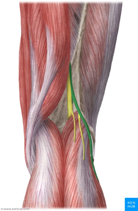 Common Peroneal Nerve Common Fibular Nerve Nerves In Leg Peripheral