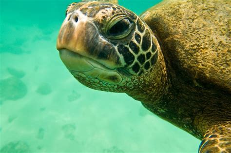 Green Sea Turtle North Shore Oahu Hawaii They Are Precious
