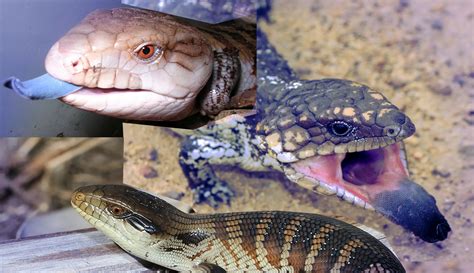 Blue Tongued Skink Species Pets With Scales