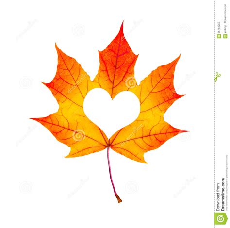 Fall In Love Photo Metaphor. Red Maple Leaf With Heart Shaped Is Stock ...
