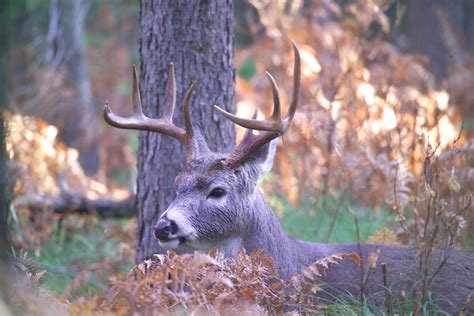 Whitetail Buck Whitetail Buck Photo David Restivo Nps