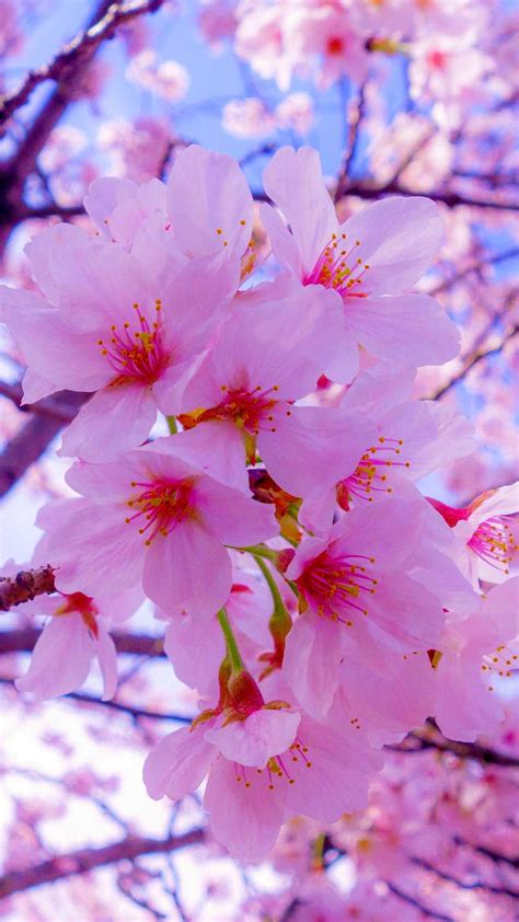 Iphone Wallpaper Sakura Flowers Bloom Hd Cherry Blossom Wallpaper