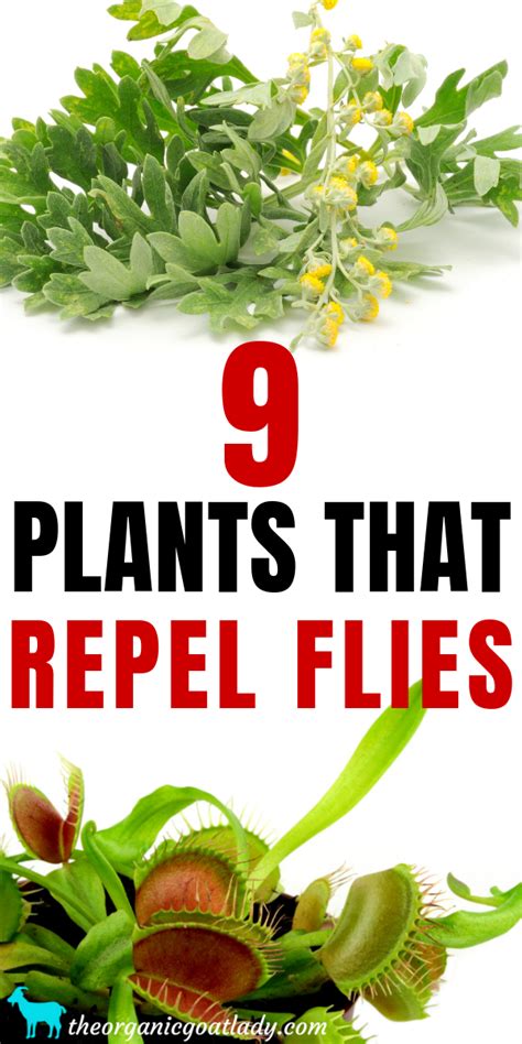 9 Plants That Repel Flies The Organic Goat Lady Wormwood Plant