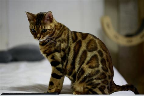 Bengal cats are a kind of exotic cat that has grown significantly in popularity in the last few years. A House Cat That Looks Like a Leopard-Interesting Facts ...