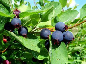 Berries to feed the birds! Saskatoon Berry - The Canadian Encyclopedia