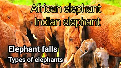 Largest Elephant In The World Biggest Elephant In The World Indian