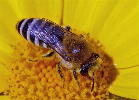 Pollination How To To Help By Encouraging Bees And Pollinators