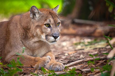 Five Things We Can Do To Save The Endangered Florida Panther