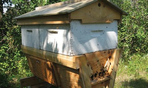 Beehaven builds native texas cedar top bar beehives. Experiences With a Top Bar Hive | Bee Culture