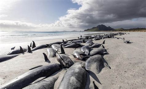 Tragic New Zealand Strandings Kill 477 Whales Nahar Times
