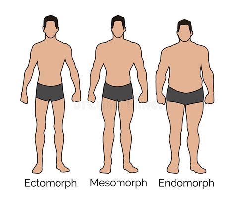 Tipos De Corpo Mesomorfo Endomorfo