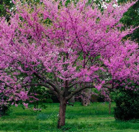 Cercis Siliquastrum 50 Seeds Judas Tree Etsy In 2021 Redbud Tree