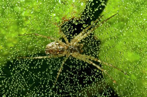 Sheetweb Spider On Dew Covered Web Photograph By Dr John Brackenbury