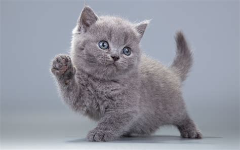 Download Wallpapers 4k British Shorthair Kitten Domestic Cat Gray