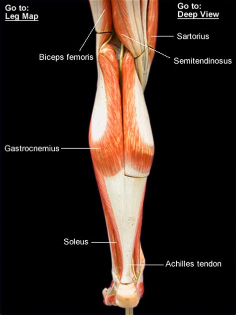 Labeled view of the deep muscles of the back and. Leg