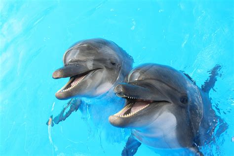 Dolphin Day Days Of The Year 14th April