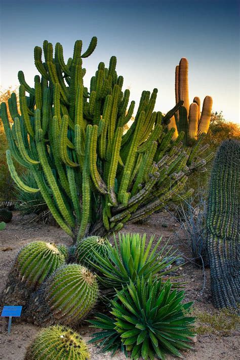 The desert botanical garden was opened in 1939 to preserve the area's pristine desert environment. Botanical Gardens, Phoenix | Desert botanical garden ...