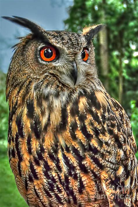 Long Eared Owl Photograph By Steve H Clark Photography Pixels
