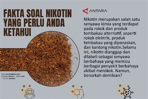 Fakta Soal Nikotin Yang Perlu Anda Ketahui Infografik ANTARA Sumatera