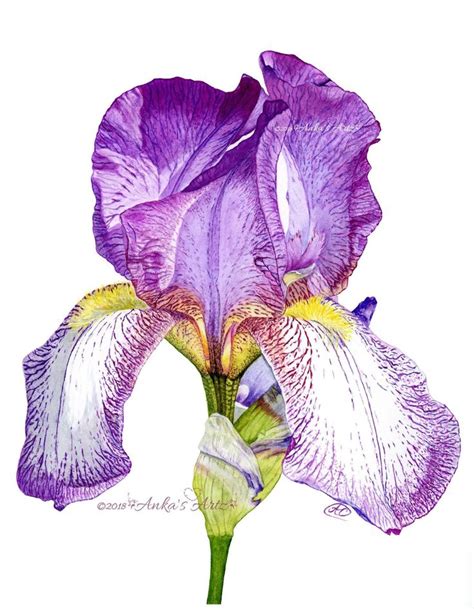 Iris Giclée Print Watercolour Painting Iris Painting Botanical Art